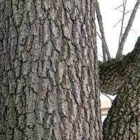 Black_walnut_bark_2.jpg