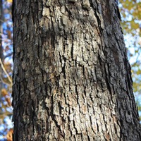 white oak bark.jpg