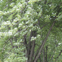 800px-Acer_saccharinum_Grimes_Farm_1.jpg