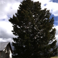 home trees ecology.png