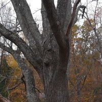 Black_Walnut_Tree_(8202306399)_(2).jpg
