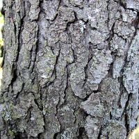 Prunus_serotina_bark,_Missouri.jpg