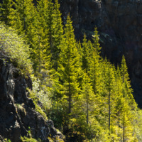 Norway_Spruce_(4663730627).jpg