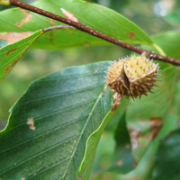 americanbeechnut.jpg