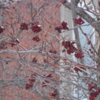 berries ad thorns.jpg