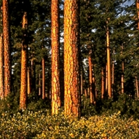Ponderosa-Color.png