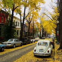 Ginkgo Streets.jpg