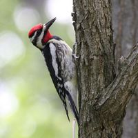 450px-Sphyrapicus_varius.jpg