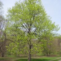 american basswood.JPG
