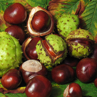Aesculus_hippocastanum_fruit.jpg