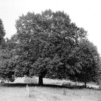 americanbeechfull.jpg