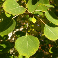 Populus_tremuloides_(5002308731).jpg