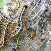 Eastern tent caterpillar.JPG