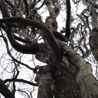 english oak 2