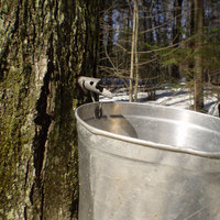 maple-syrup-season.jpg