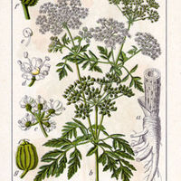 400px-Conium_maculatum_Sturm12038.jpg