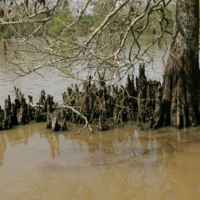 Taxodium_distichum_bald_cypress_trunk_and_knees.jpg