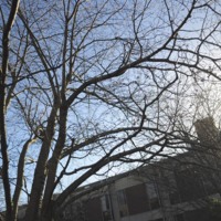 Prunus sargentii with Sun in Background
