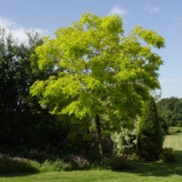 Robinia_pseudoacacia_A.jpg