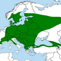 Acer_platanoides.png
