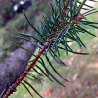 White Spruce Needles