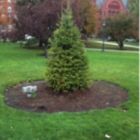 tree two location.png