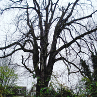Edited_Anne_frank_tree.jpg