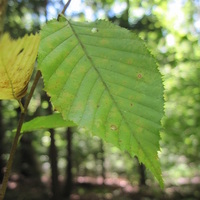 Carpinus caroliniana leaf