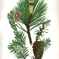 Scotch pine needle diagram