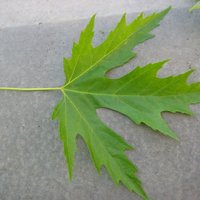 Acer_saccharinum_blatt_oberseite.jpeg