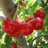 cherryfruits.jpg