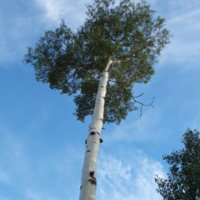 Aspen_(Populus_tremuloides)_01.jpg