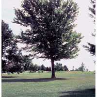whole tree.jpg