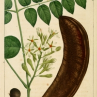 NAS-050_Gymnocladus_dioicus.png
