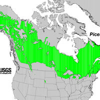 White Spruce Distribution.jpg