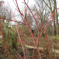 Acer pensylvanicum 'Erythrocladum' colorful stems