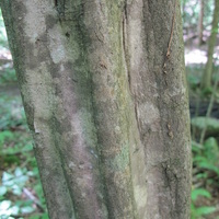 Carpinus caroliniana bark