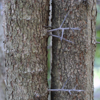 Hawthorn Bark.jpg