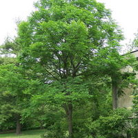 Gymnocladus_dioicus.JPG