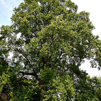 Full Tree edited.jpg