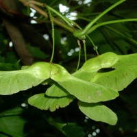Acer_platanoides_fruit_kz.jpg