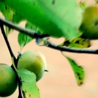 unripefruits.jpg