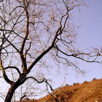fullviewtree.jpg