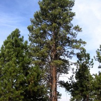 Ponderosa-Full Best.jpg