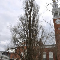 English Oak 1.jpg