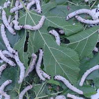 silkworm.JPG