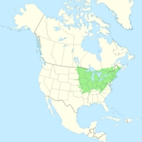Basswood - range .png