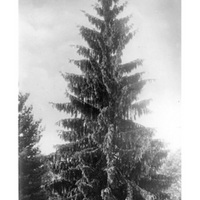 piab_005_lvp.jpg