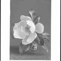 Close-up_specimen_of_Magnolia_blossom_ca.1920_(CHS-214).jpg