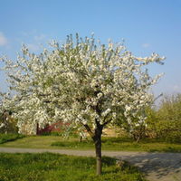 blooming sour cherry tree full image.jpg
